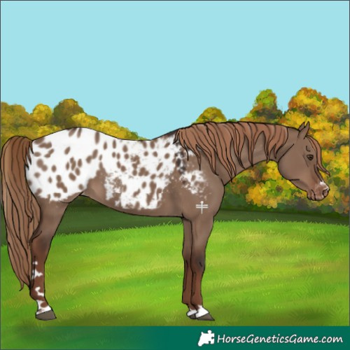 Horse Color:Liver Red Dun Appaloosa 