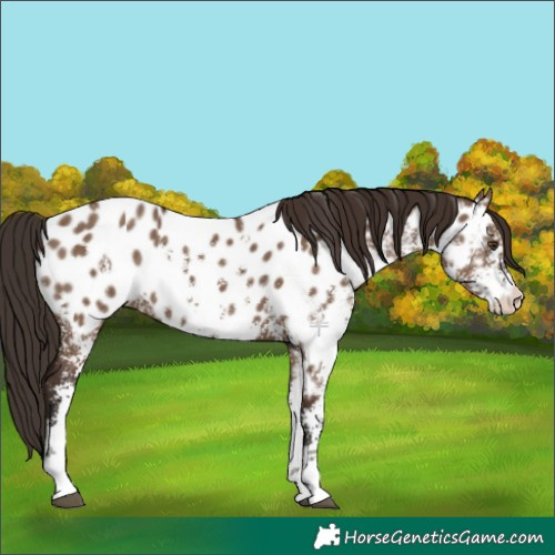 Horse Color:Liver Red Dun Sabino Appaloosa