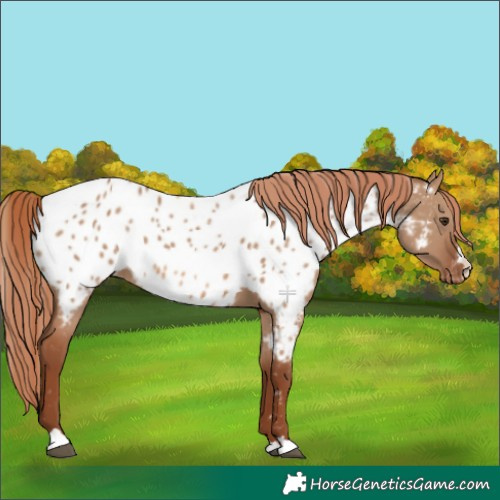 Horse Color:Red Dun Appaloosa