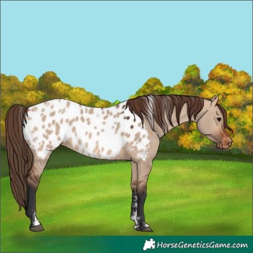 Horse Color:Powder White Bay Dun Appaloosa