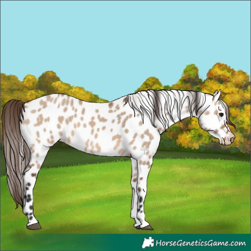 Horse Color:Bay Dun Appaloosa