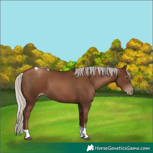 Horse Color:Gray Silver Black Pearl Tobiano 