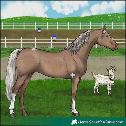 Horse Color:Silver Grullo Tobiano 