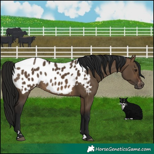 Horse Color:Gray Bay Dun Appaloosa 