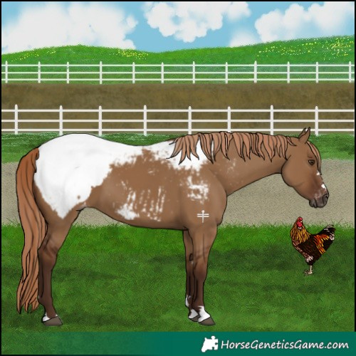 Horse Color:Gray Red Dun Appaloosa