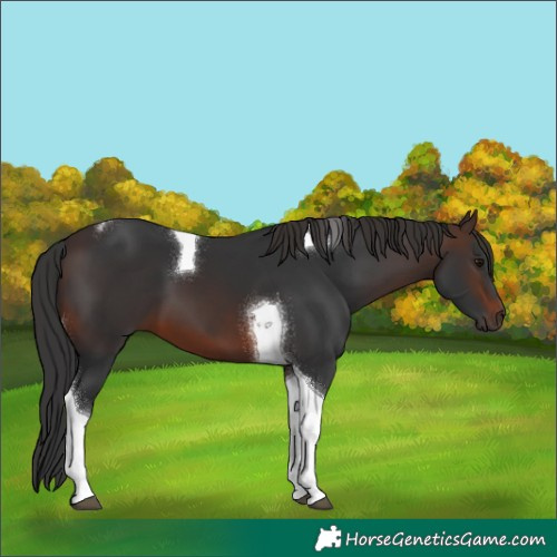 Horse Color:Brown Tobiano