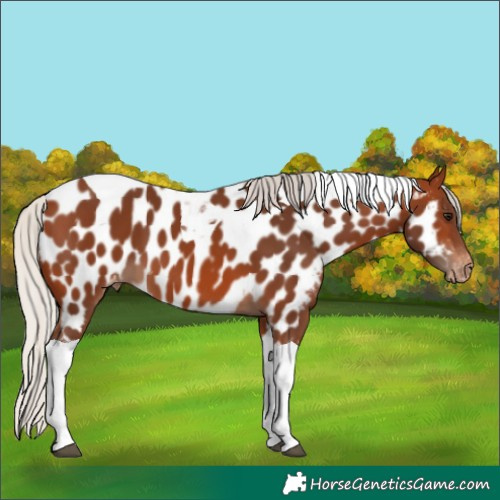 Horse Color:Silver Brown Tobiano Near Leopard