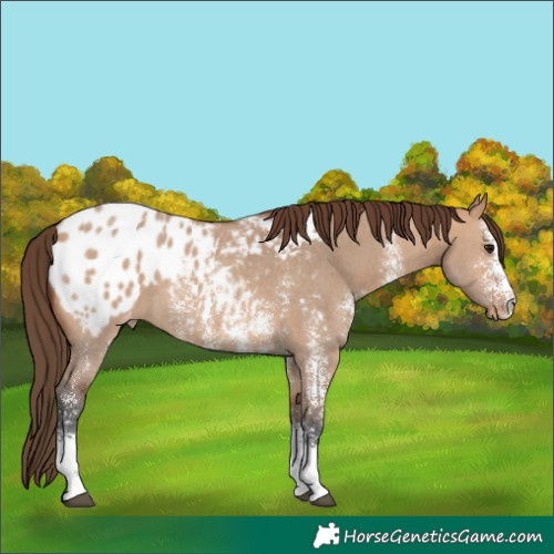 Horse Color:Bay Dun Sabino Blanket