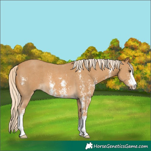 Horse Color:Palomino Sabino 