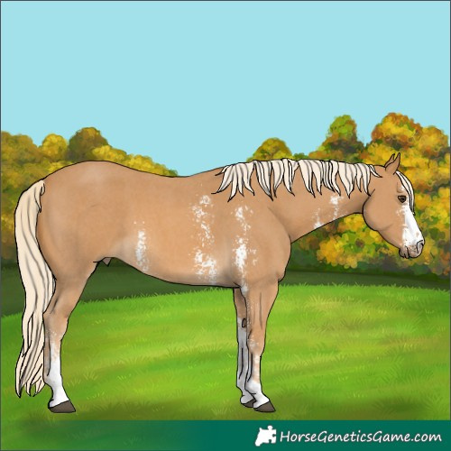Horse Color:Palomino Sabino 