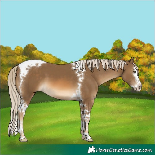 Horse Color:Chocolate Palomino Splash Tobiano 