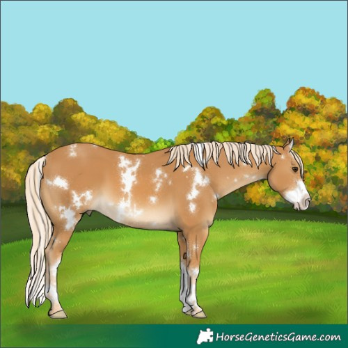 Horse Color:White Spotted Palomino Splash 