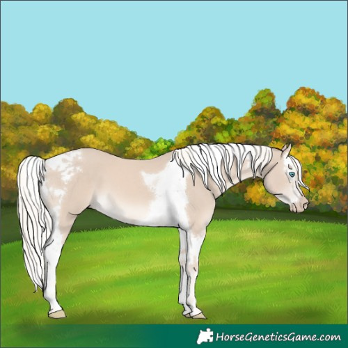 Horse Color:Cremello Splash Tobiano