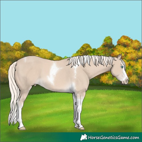 Horse Color:Cremello Splash Tobiano 