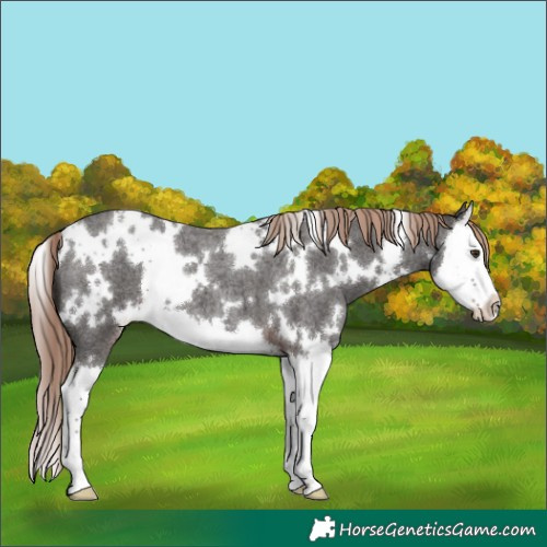 Horse Color:White Spotted Liver Red Roan Splash