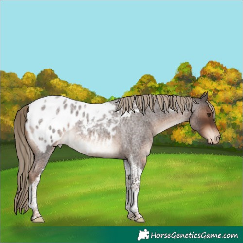 Horse Color:Liver Red Roan Tobiano Blanket Rabicano