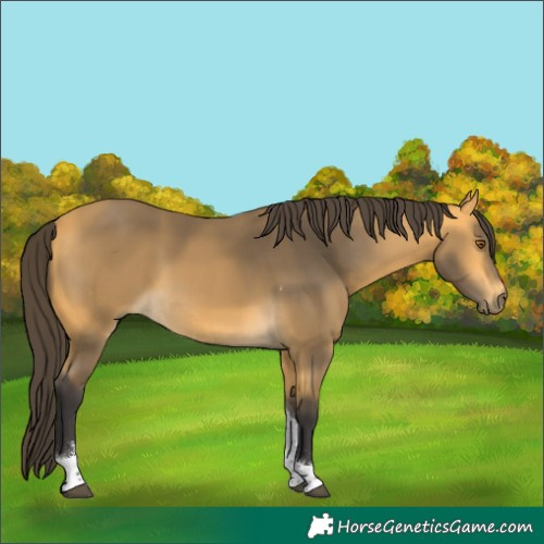 Horse Color:Buckskin Tobiano 