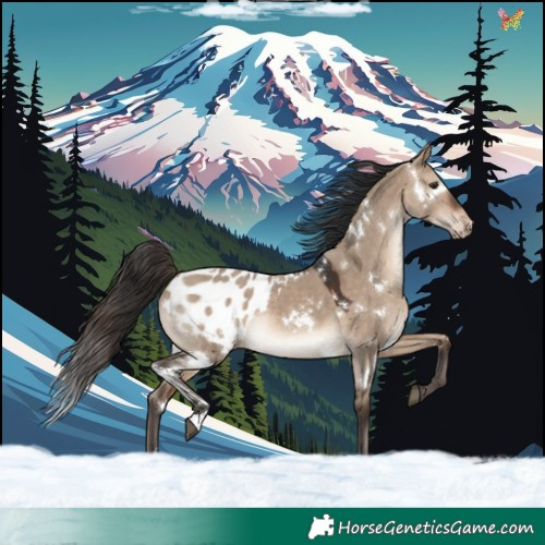 Horse Color:White Spotted Brown Dun Appaloosa Rabicano 