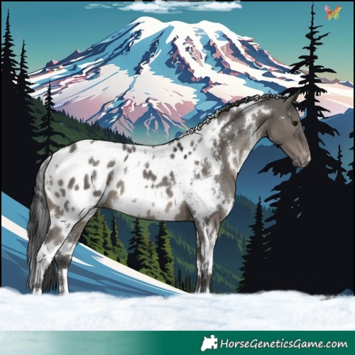 Horse Color:White Spotted Grullo Appaloosa
