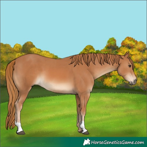Horse Color:Chestnut  and Chestnut 