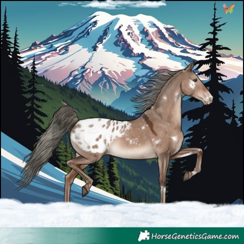 Horse Color:White Spotted Liver Red Dun Mushroom Appaloosa Rabicano 