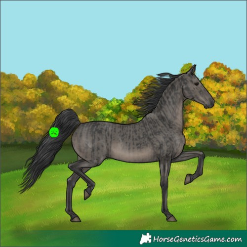 Horse Color:Black Rabicano  and Grullo Rabicano 