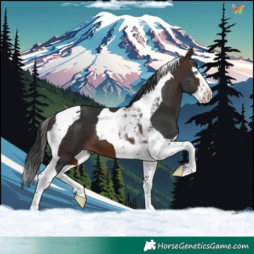 Horse Color:Brown Splash Tobiano 