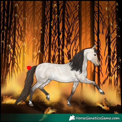 Horse Color:Buckskin Roan Dun