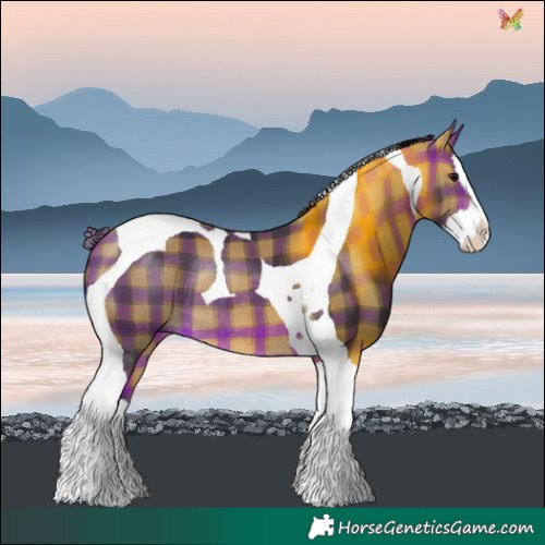 Horse Color:Plaid  Buckskin Splash Tobiano Rabicano 
