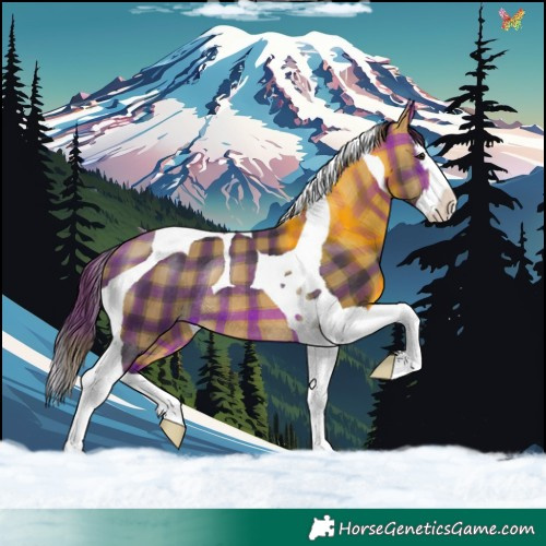 Horse Color:Plaid  Buckskin Splash Tobiano Rabicano 