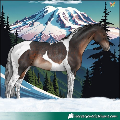 Horse Color:Brown Tobiano Rabicano 