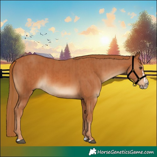 Horse Color:Chestnut and Chestnut Splash
