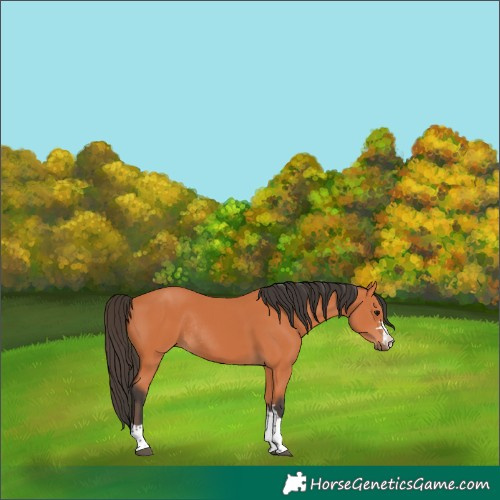 Horse Color:Bay Rabicano