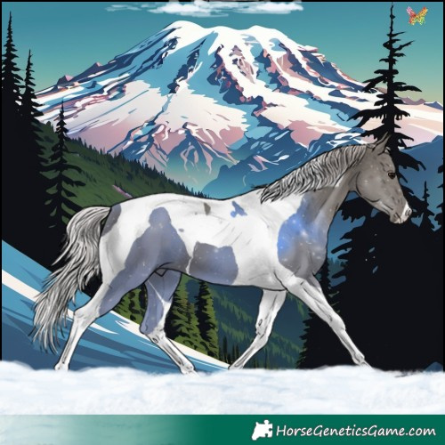 Horse Color:Silver Black Tobiano 
