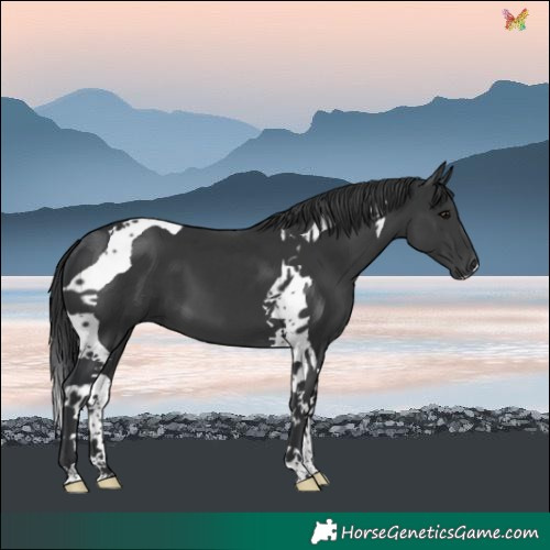 Horse Color:Black Tobiano