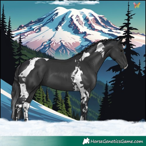 Horse Color:Black Tobiano