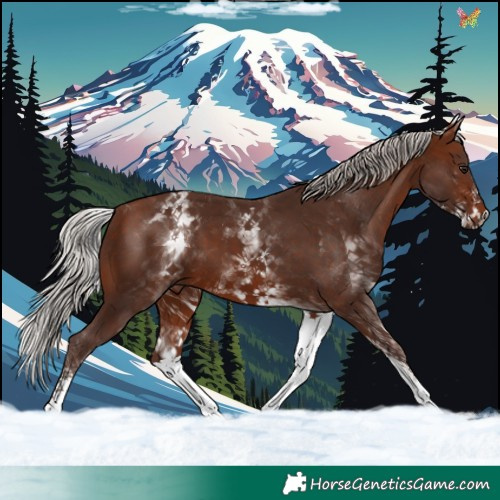 Horse Color:White Spotted Silver Brown