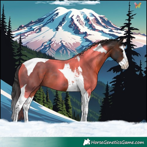 Horse Color:Brown Splash Tobiano 