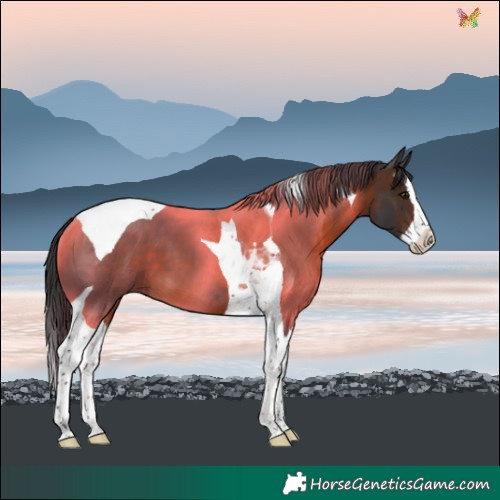 Horse Color:Brown Splash Tobiano 