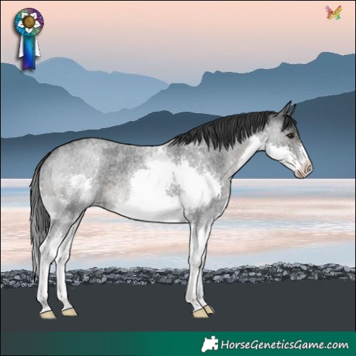 Horse Color:Blue Roan Splash Varnish 
