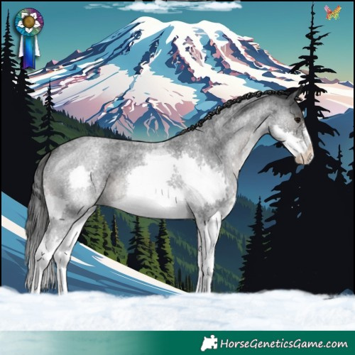 Horse Color:Blue Roan Splash Appaloosa
