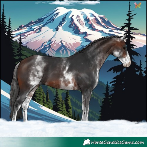 Horse Color:White Spotted Brown