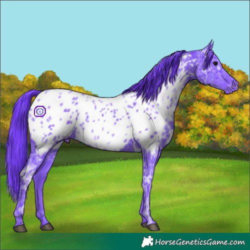 Horse Color:Watercolor Black Ice Appaloosa 