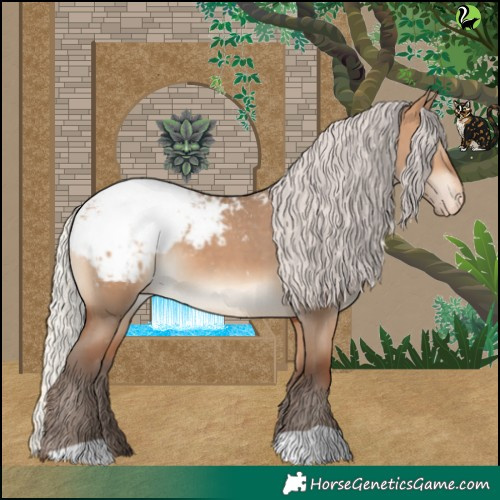 Horse Color:Silver Bay Dun Appaloosa 