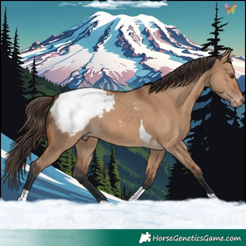 Horse Color:Bay Dun Tobiano Appaloosa