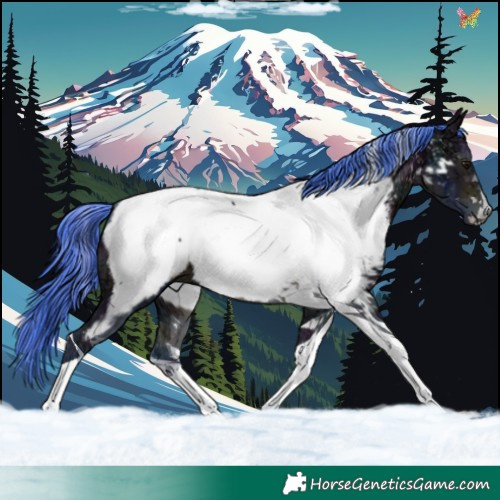 Horse Color:Watercolor Midnight Bay Ice Tobiano Appaloosa