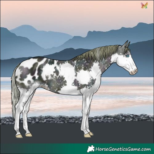Horse Color:Watercolor Midnight Brown Dun Splash Blanket