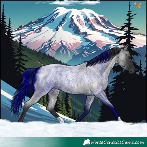 Horse Color:Blue Roan