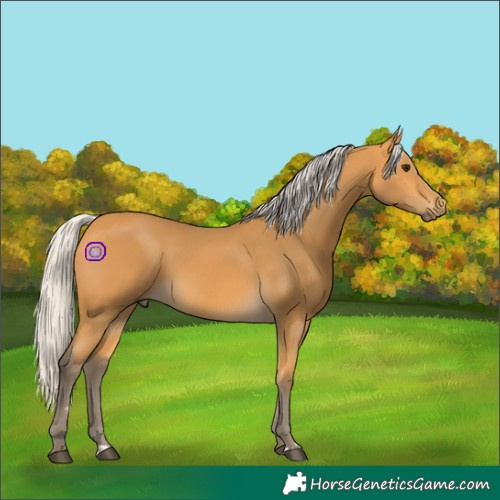 Horse Color:Silver Buckskin