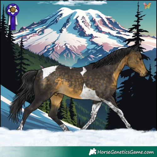 Horse Color:Buckskin Tobiano Rabicano 